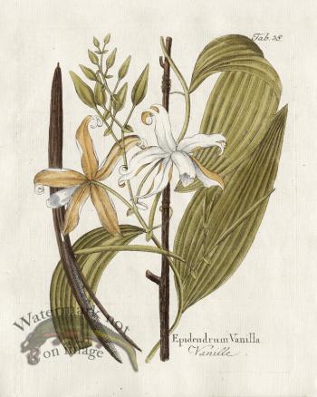 Vanilla Mexicana Mill